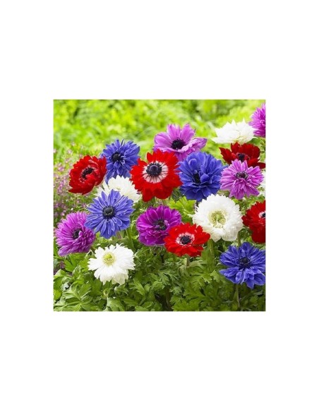 Blumen bulbi Anemone fiore doppio St. Bridget 10 pz