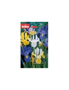 Blumen bulbi Iris Olandese colori misti 10 pz