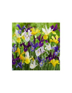 Blumen bulbi Iris Olandese colori misti 10 pz 2