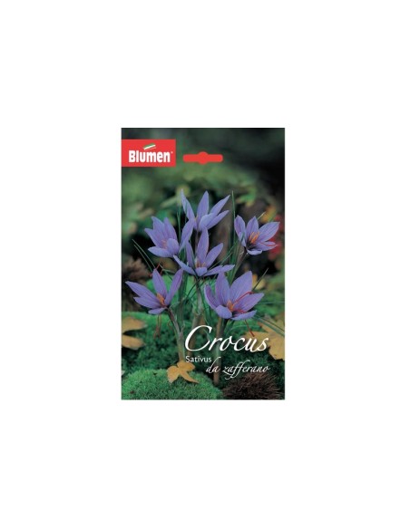 Blumen bulbi Crocus Sativus da Zafferano 10 pz