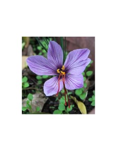 Blumen bulbi Crocus Sativus da Zafferano 10 pz 2