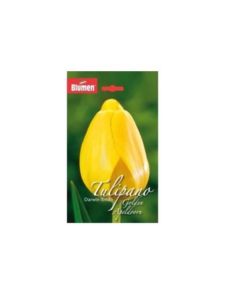Blumen bulbi Tulipano Darwin Ibrido Golden Apeldoorn 6 pz