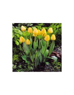 Blumen bulbi Tulipano Darwin Ibrido Golden Apeldoorn 6 pz 2
