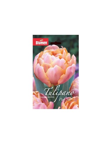 Blumen bulbi Tulipano doppio tardivo Pink Star...