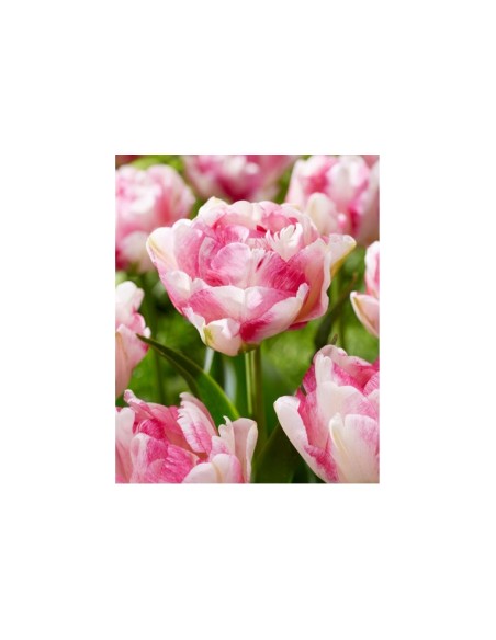 Blumen bulbi Tulipano doppio tardivo Pink Star 6 pz