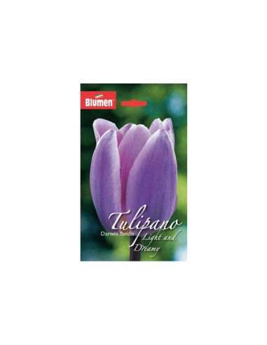 Blumen bulbi Tulipano Darwin Ibrido Light &...