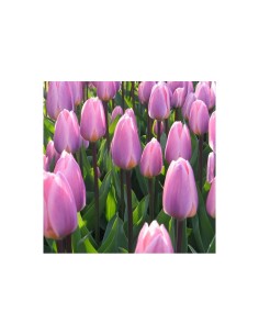 Blumen bulbi Tulipano Darwin Ibrido Light & Dreamy 6 pz 2