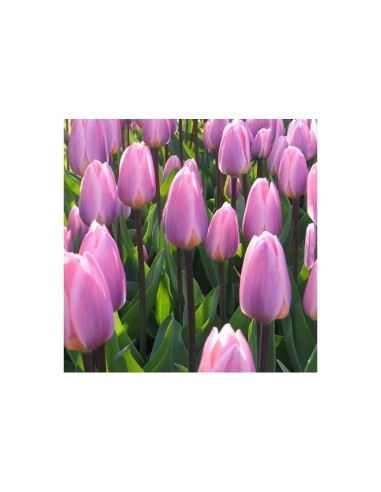 Blumen bulbi Tulipano Darwin Ibrido Light &...