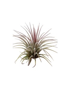 Piante Tillandsia Ionantha 2