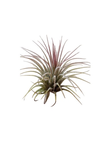 Piante Tillandsia Ionantha