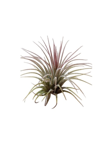 Piante Tillandsia Ionantha