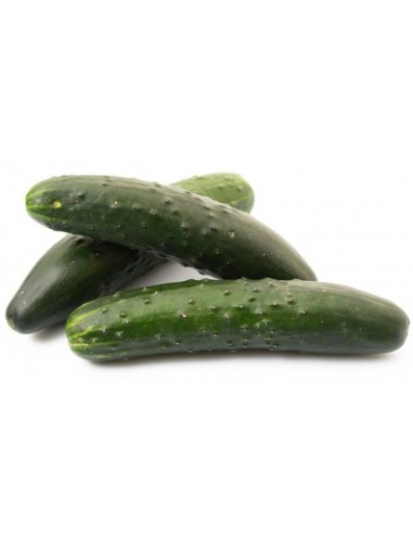 La Rosa semi orto di Cetriolo Marketer