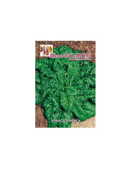 La Rosa semi orto di Spinacio America