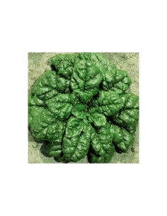 La Rosa semi orto di Spinacio America 2