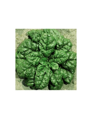 La Rosa semi orto di Spinacio America