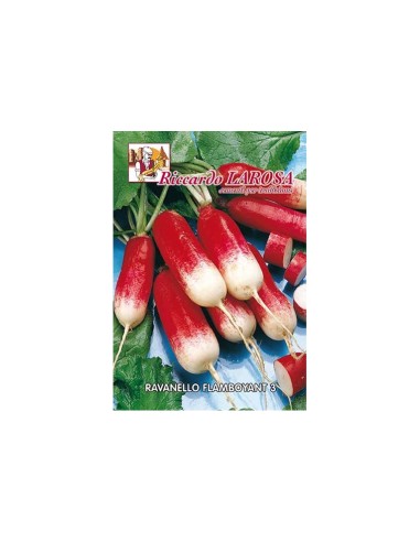 La Rosa semi orto di Ravanello Flamboyant