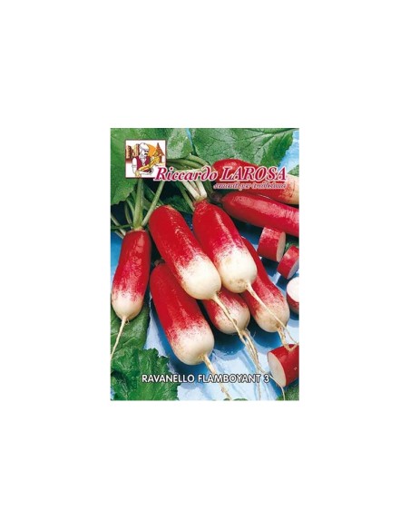 La Rosa semi orto di Ravanello Flamboyant