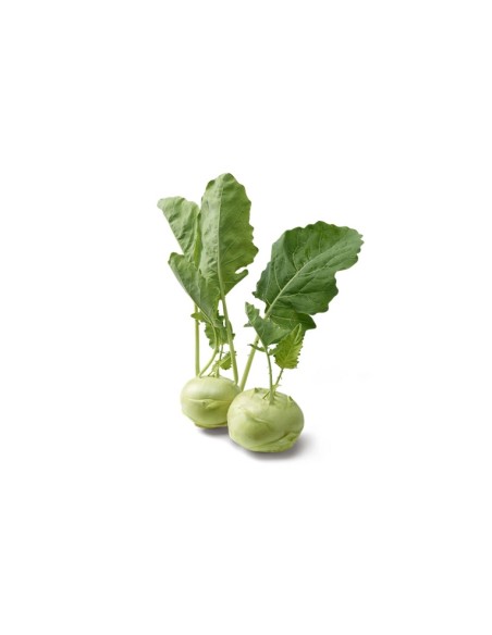 La Rosa semi orto di Cavolo Rapa di Vienna Bianco