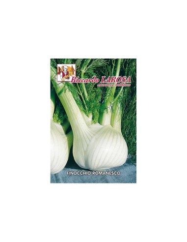 La Rosa semi orto di Finocchio Romanesco