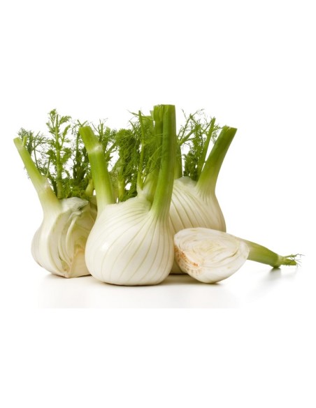 La Rosa semi orto di Finocchio Romanesco