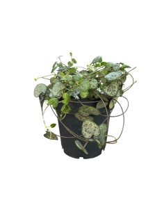 Piante Cereopegia Woodii (Collana di Cuori) vaso 12 cm