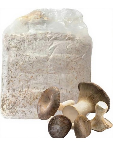 1 Balletta di Funghi Cardoncelli per la...