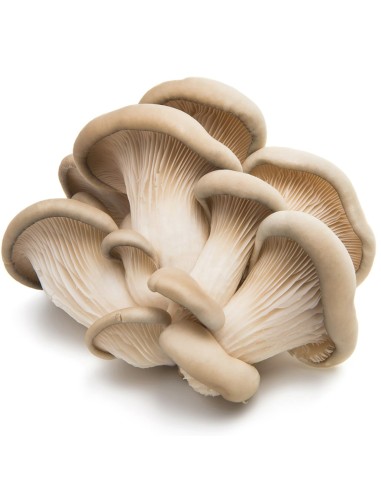 1 Balletta di Funghi Cardoncelli per la...