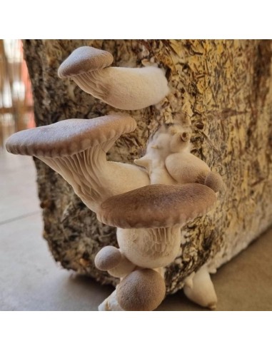 1 Balletta di Funghi Cardoncelli per la...