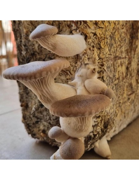 Balletta Fungo Cardoncello Panetto Funghi da coltivare Cardarello Cardoncelli Puglia circa 3 kg - Balletta produzione Funghi Ple