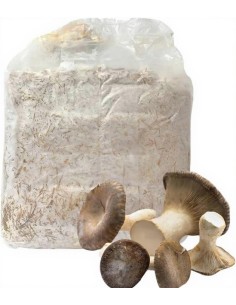 Balletta Fungo Cardoncello Panetto Funghi da coltivare (3...
