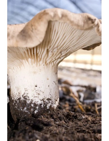 Balletta Fungo Cardoncello Panetto Funghi da coltivare (3 pz)