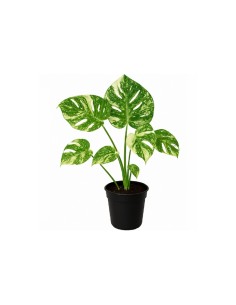 Pianta Monstera Thai Constellation vaso da 14 cm
