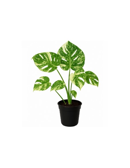 Pianta Monstera Thai Constellation vaso da 14 cm