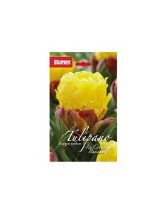 Blumen bulbi tulipano Banana 3 pz