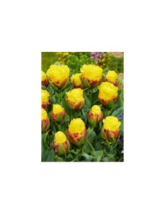 Blumen bulbi tulipano Banana 3 pz 2