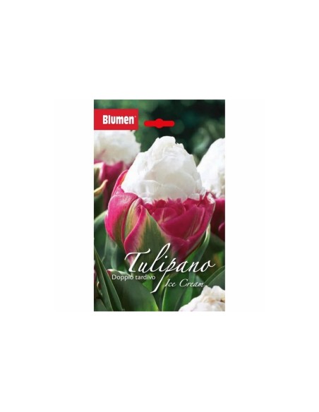 Blumen bulbi tulipano Ice Cream 5 pz