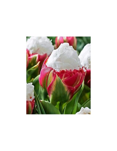 Blumen bulbi tulipano Ice Cream 5 pz