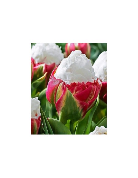 Blumen bulbi tulipano Ice Cream 5 pz