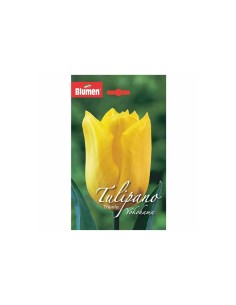 Blumen bulbi tulipano Yokohama Friendship 5 pz
