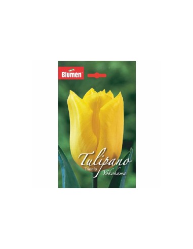 Blumen bulbi tulipano Yokohama Friendship 5 pz