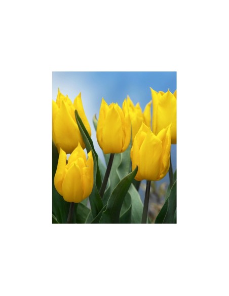 Blumen bulbi tulipano Yokohama Friendship 5 pz