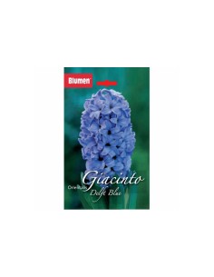 Blumen bulbi Giacinto Orientalis Delft Blue 3 pz