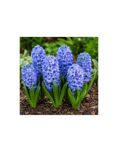 Blumen bulbi Giacinto Orientalis Delft Blue 3 pz 2