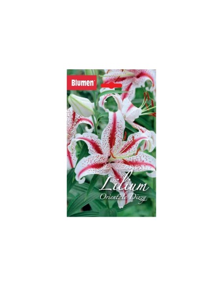 Blumen bulbi Lilium Dizzy 2 pz