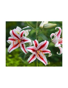 Blumen bulbi Lilium Dizzy 2 pz 2