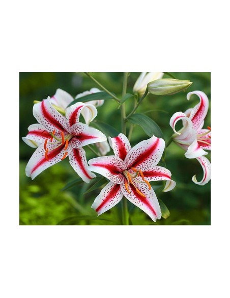 Blumen bulbi Lilium Dizzy 2 pz