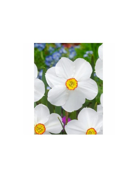 Blumen bulbi Narciso Poeticus Recurvus 4 pz