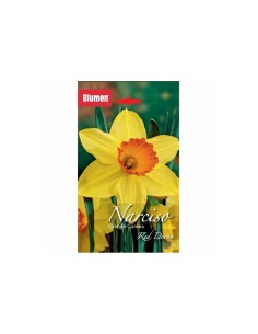 Blumen bulbi Narciso Red Devon 4 pz