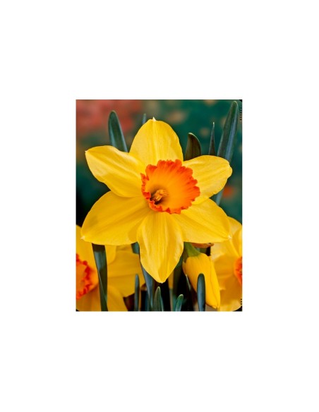 Blumen bulbi Narciso Red Devon 4 pz