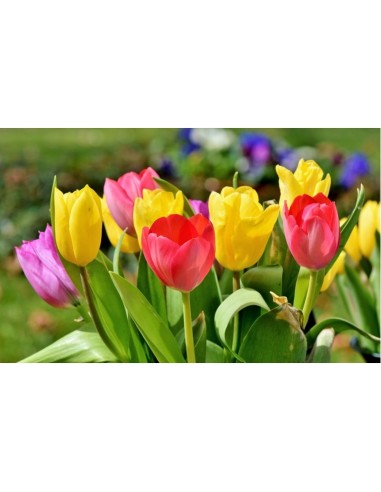 Blumen bulbi tulipano Single Late mix 5 pz